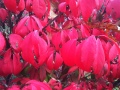 Red leaves, fall